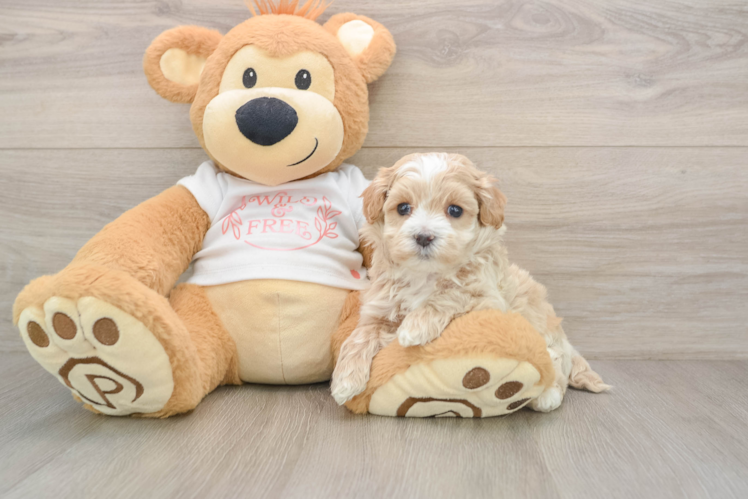 Funny Maltipoo Poodle Mix Pup