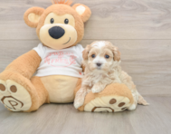8 week old Maltipoo Puppy For Sale - Lone Star Pups