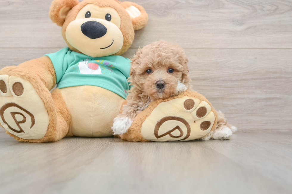 Hypoallergenic Maltepoo Poodle Mix Puppy
