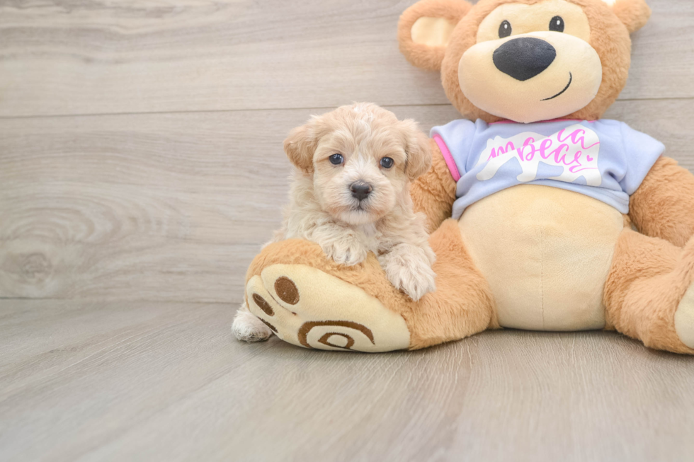 Maltipoo Puppy for Adoption