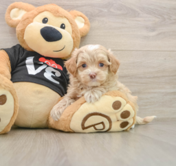 7 week old Maltipoo Puppy For Sale - Lone Star Pups