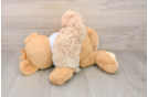 Maltipoo Pup Being Cute