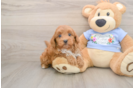 Maltipoo Puppy for Adoption