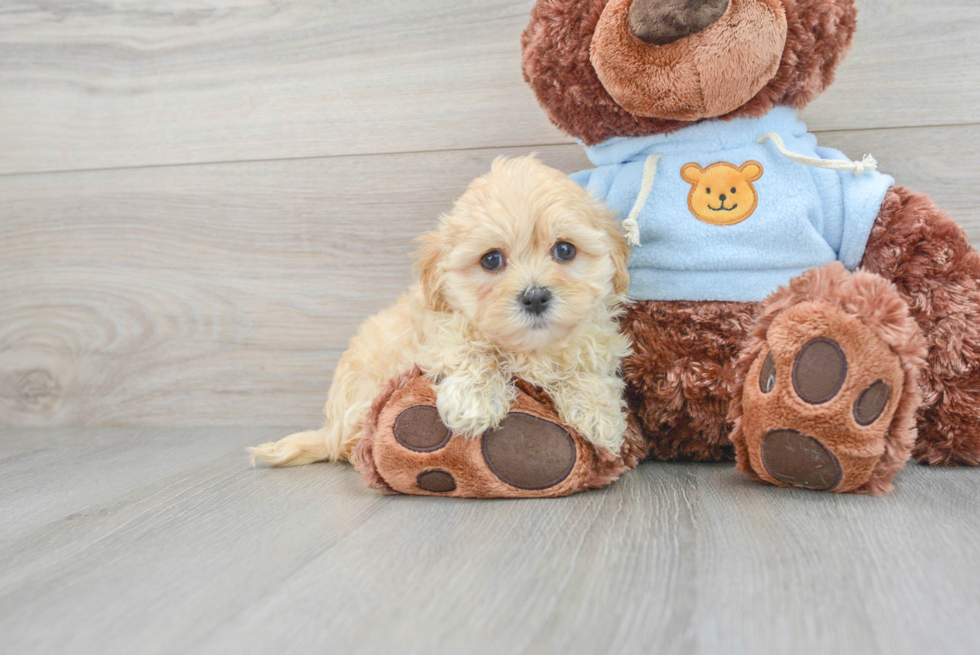 Funny Maltipoo Poodle Mix Pup
