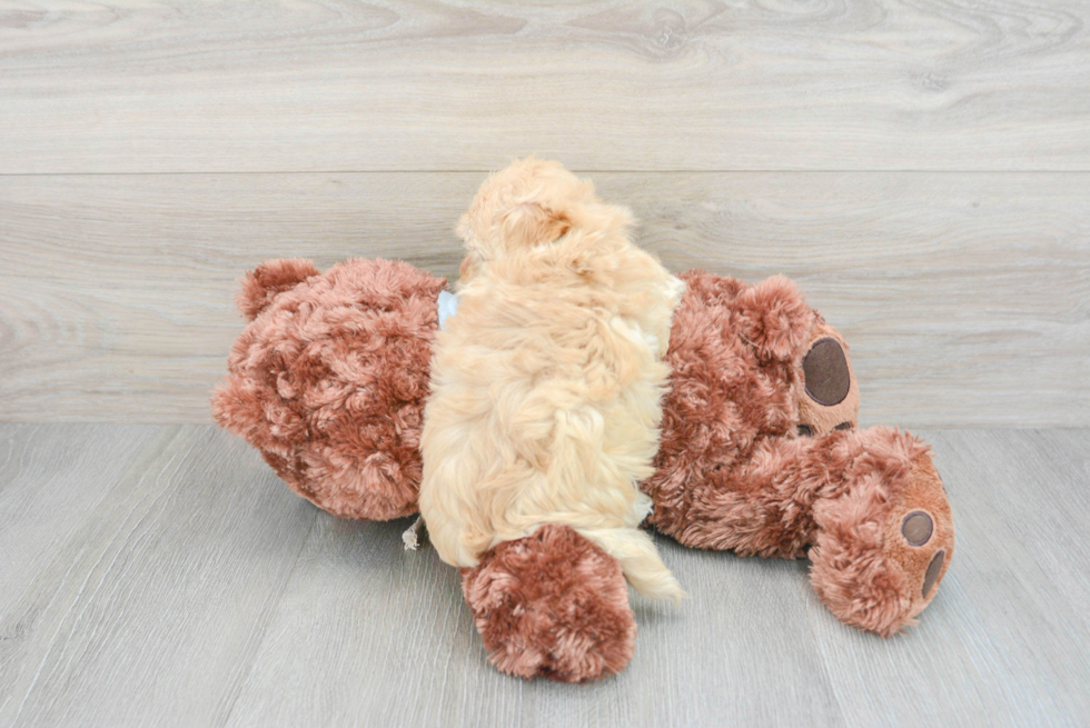 Best Maltipoo Baby