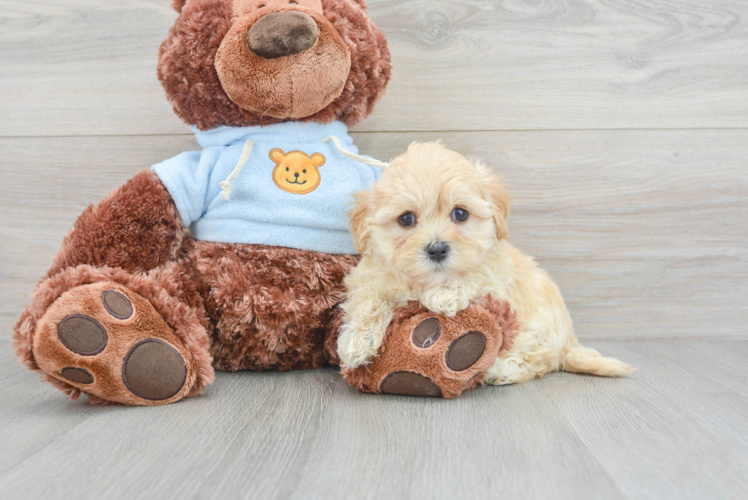 Friendly Maltipoo Baby