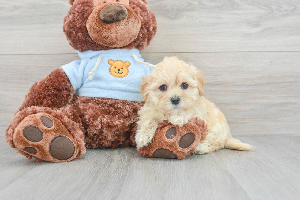 Friendly Maltipoo Baby