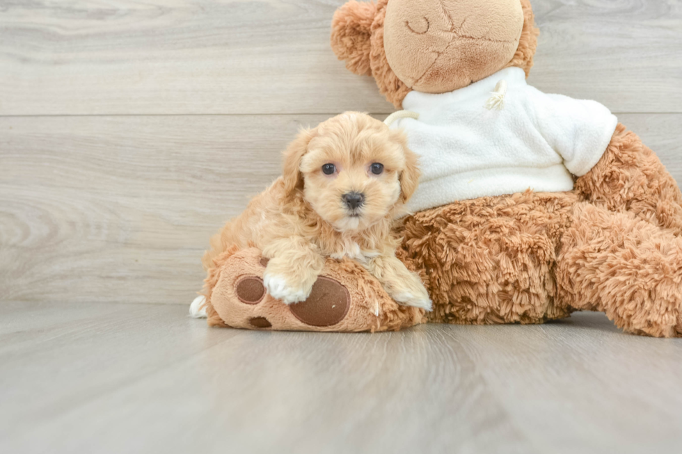 Little Maltidoodle Poodle Mix Puppy