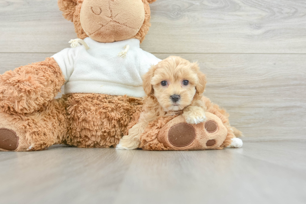 Maltipoo Puppy for Adoption