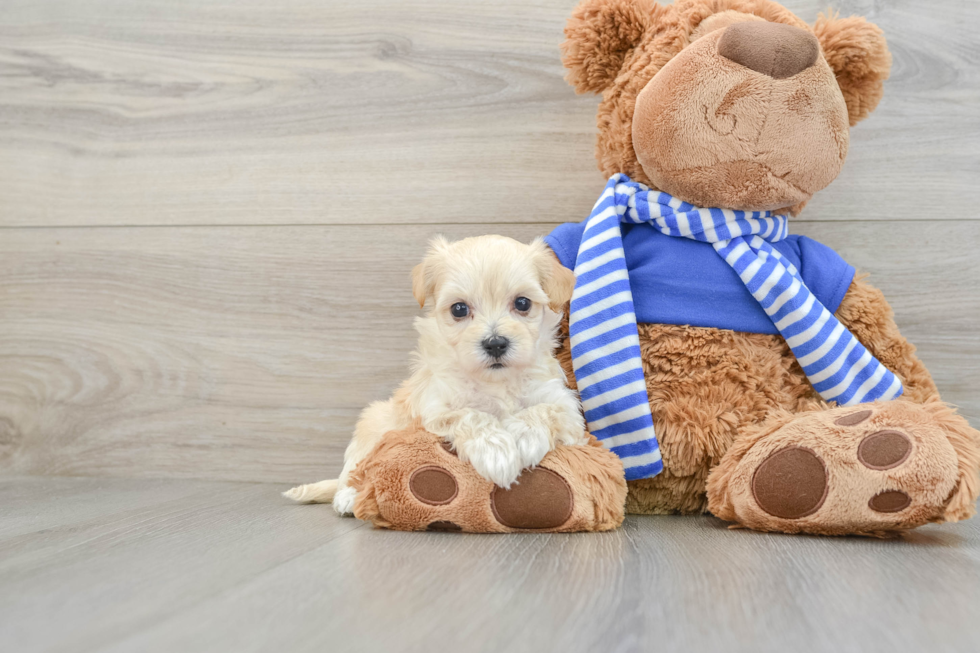 Maltipoo Pup Being Cute