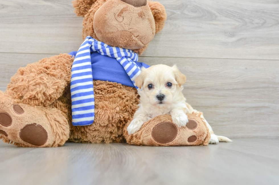 6 week old Maltipoo Puppy For Sale - Lone Star Pups