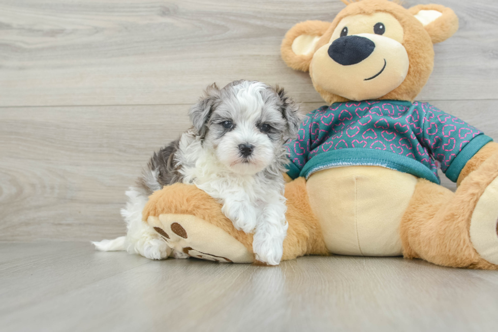 Happy Maltipoo Baby