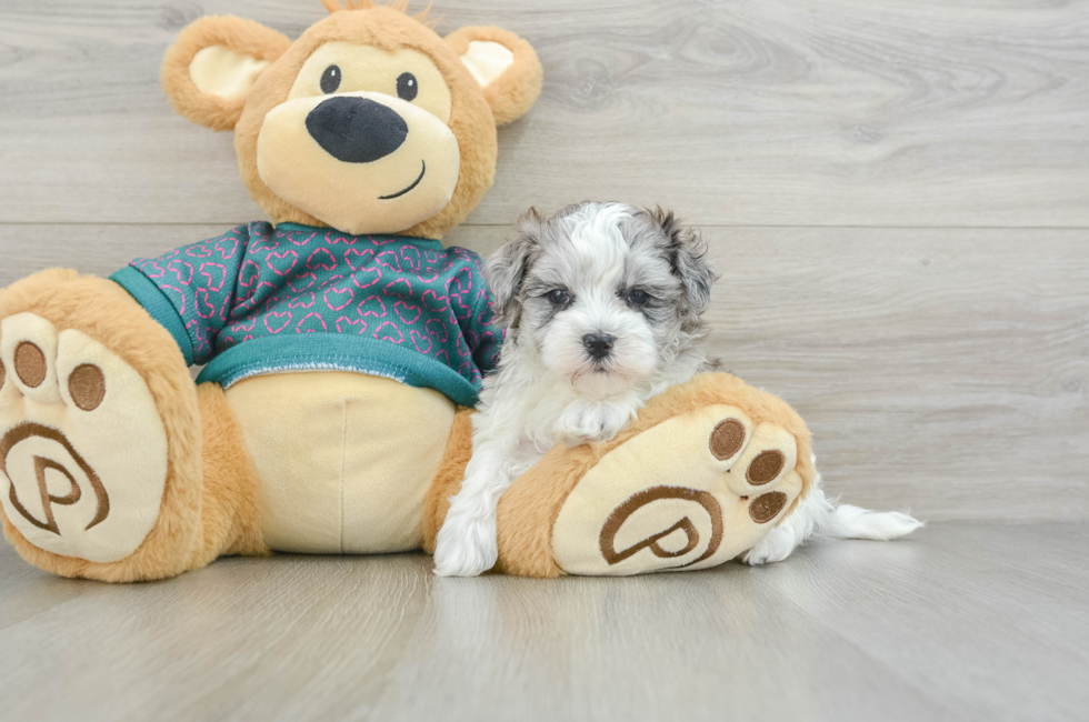 5 week old Maltipoo Puppy For Sale - Lone Star Pups