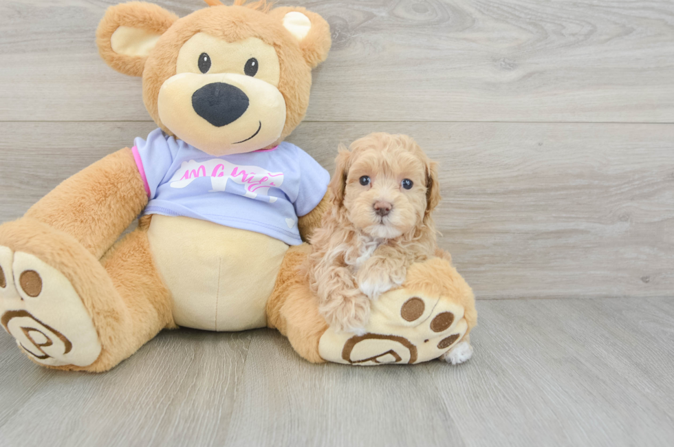 8 week old Maltipoo Puppy For Sale - Lone Star Pups