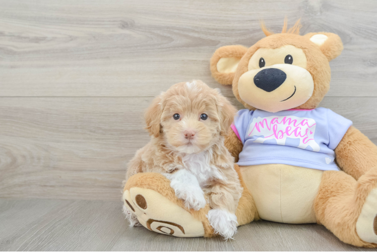 Maltipoo Puppy for Adoption