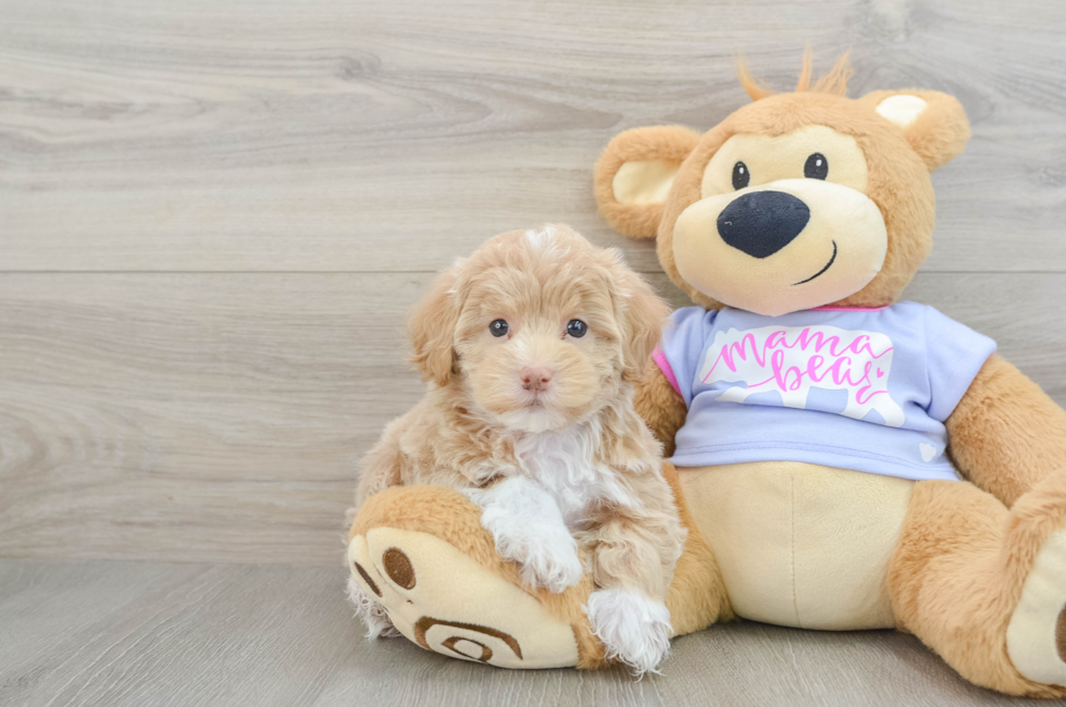 5 week old Maltipoo Puppy For Sale - Lone Star Pups