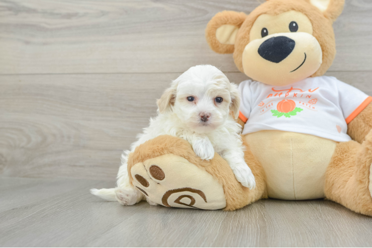 Cute Maltipoo Baby