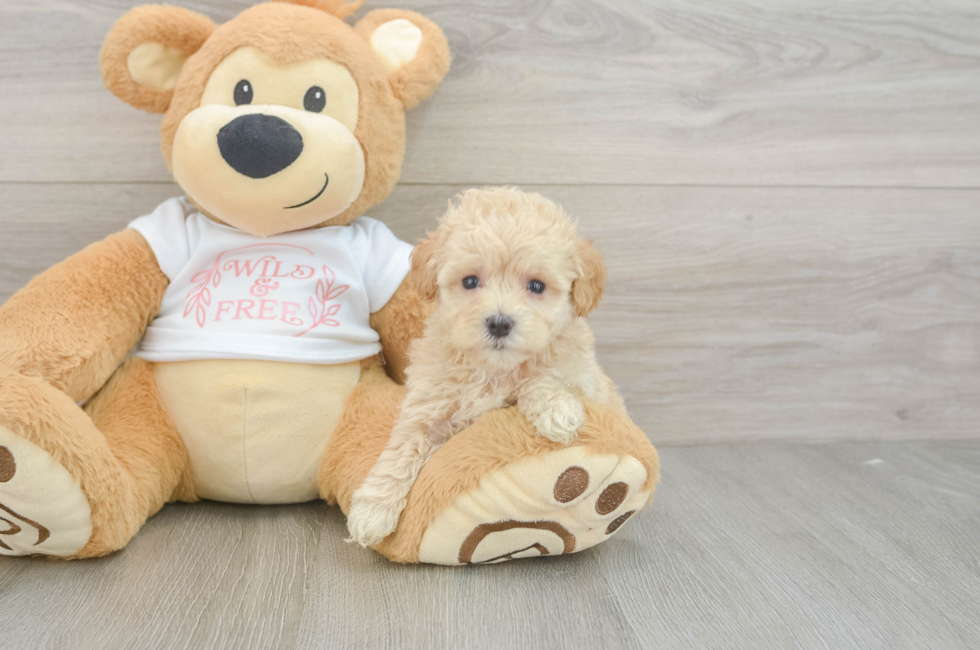 5 week old Maltipoo Puppy For Sale - Lone Star Pups