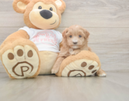 6 week old Maltipoo Puppy For Sale - Lone Star Pups