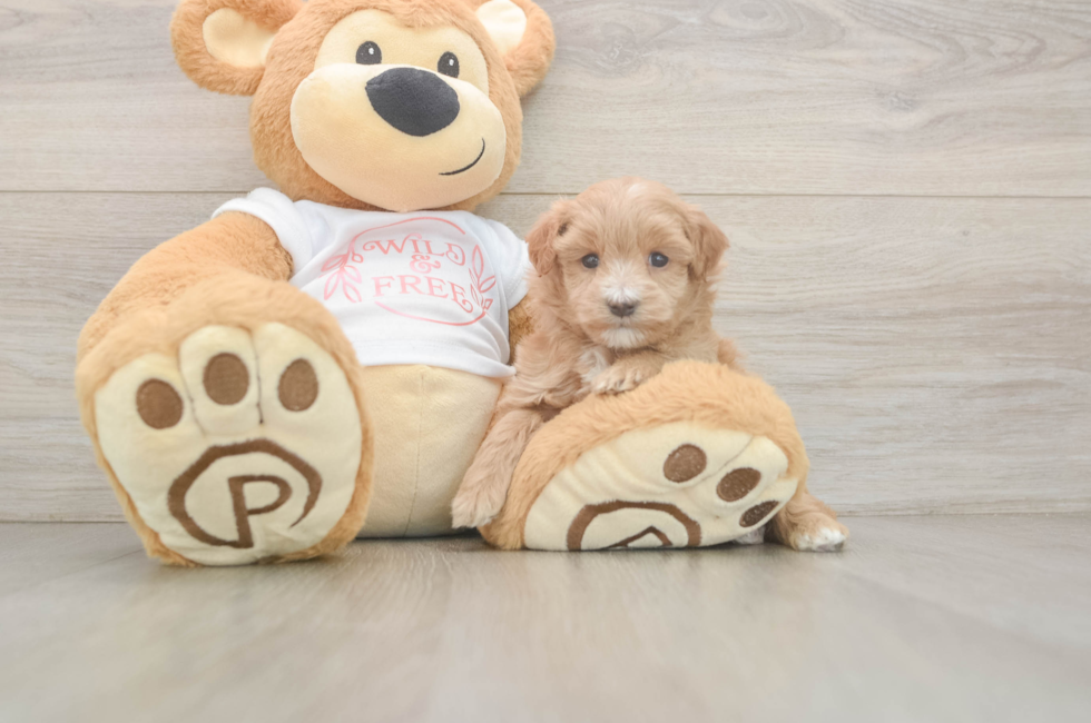 5 week old Maltipoo Puppy For Sale - Lone Star Pups