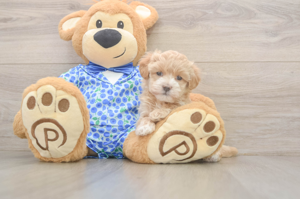 5 week old Maltipoo Puppy For Sale - Lone Star Pups