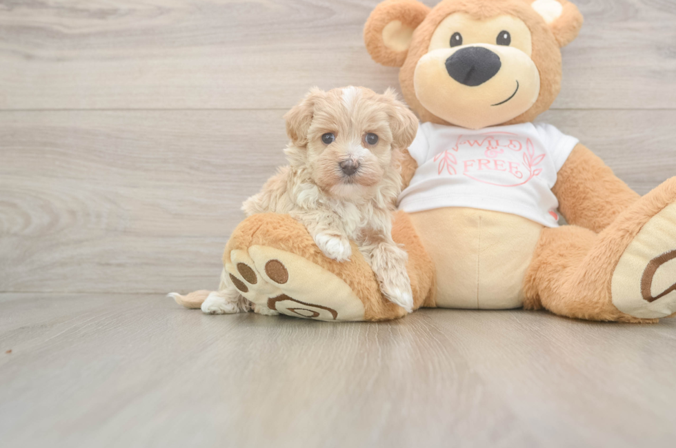 5 week old Maltipoo Puppy For Sale - Lone Star Pups