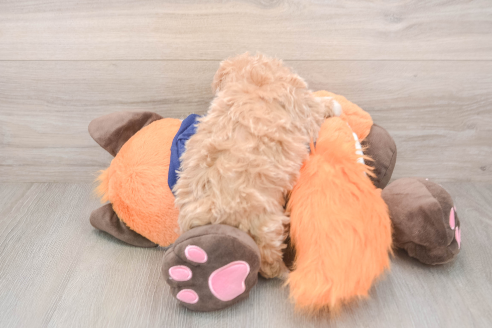 Playful Malt a Poo Poodle Mix Puppy