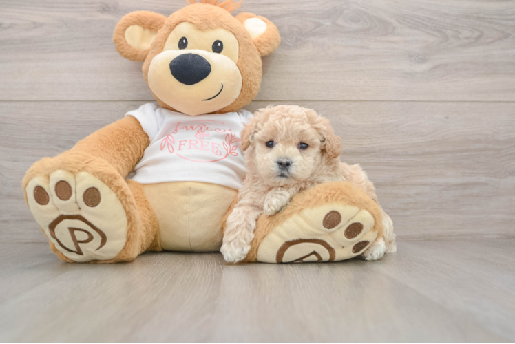 Adorable Malt a Poo Poodle Mix Puppy