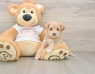 8 week old Maltipoo Puppy For Sale - Lone Star Pups