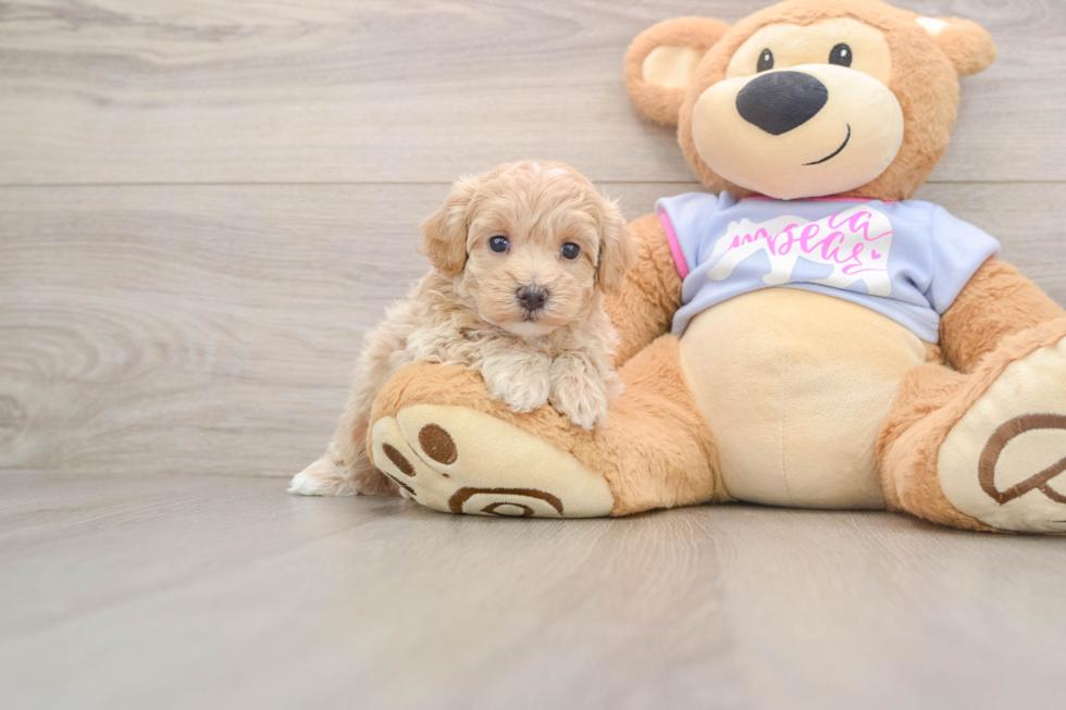 Adorable Multipoo Poodle Mix Puppy
