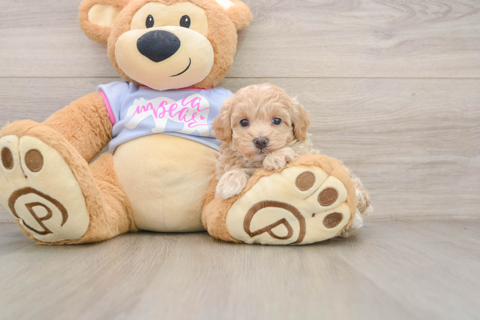Maltipoo Pup Being Cute