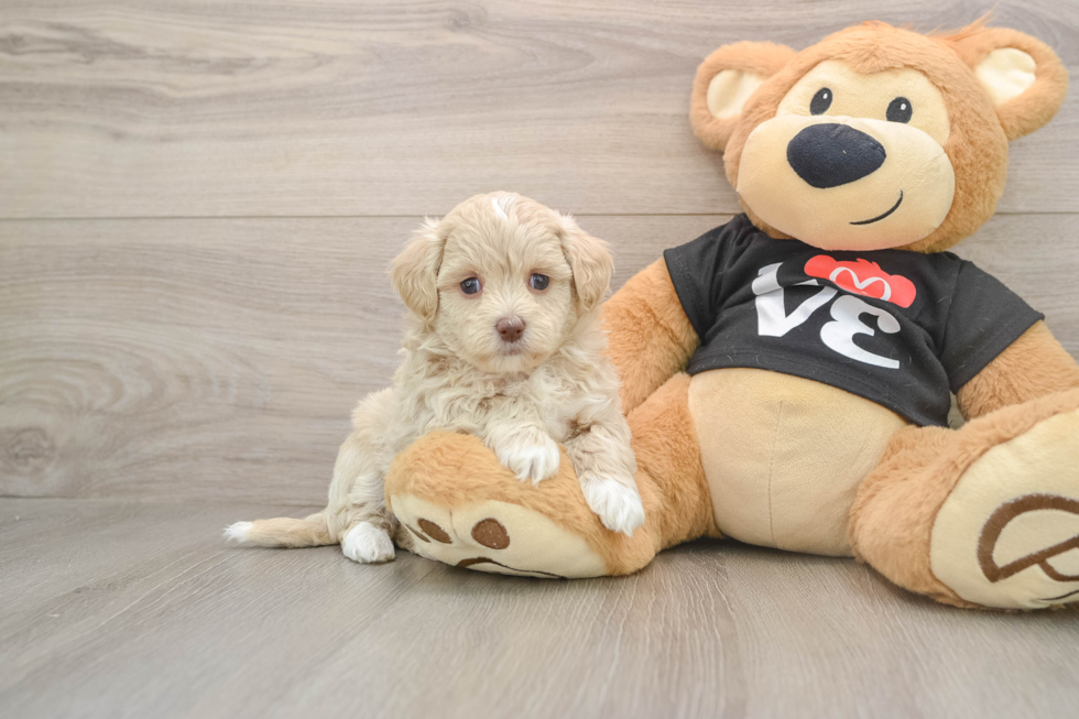 Sweet Maltipoo Baby