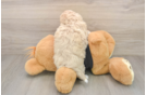 Adorable Maltidoodle Poodle Mix Puppy