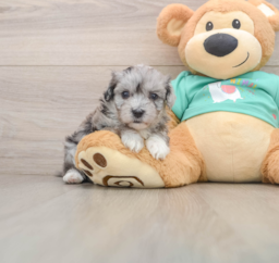 7 week old Maltipoo Puppy For Sale - Lone Star Pups