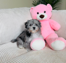 10 week old Maltipoo Puppy For Sale - Lone Star Pups