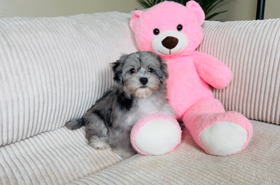 Best Maltipoo Baby