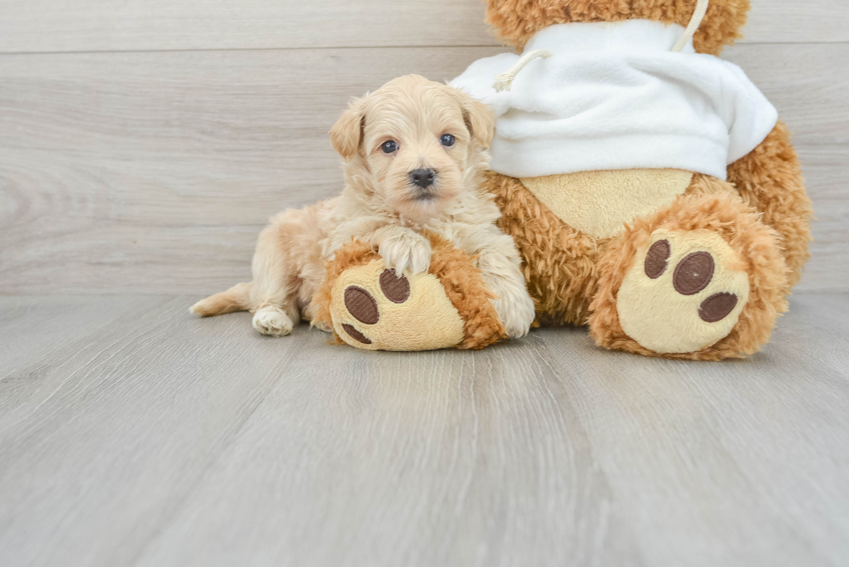 Maltipoo Pup Being Cute