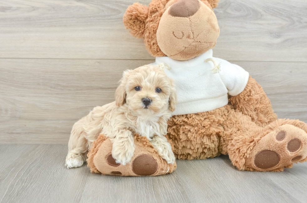 8 week old Maltipoo Puppy For Sale - Lone Star Pups