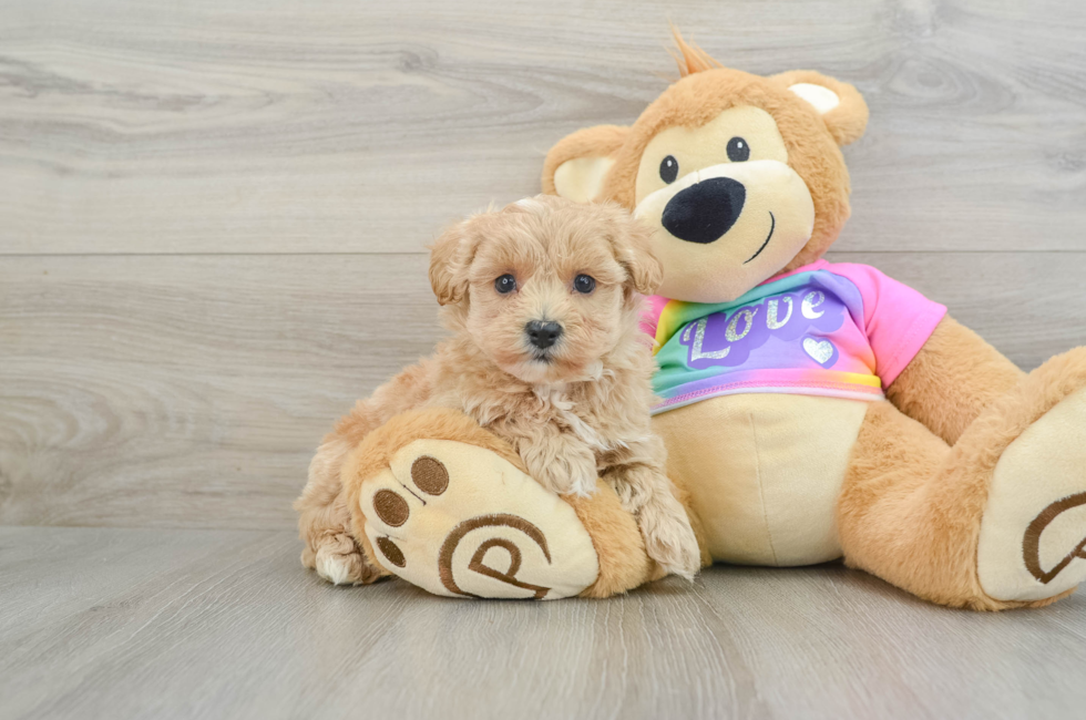 6 week old Maltipoo Puppy For Sale - Lone Star Pups