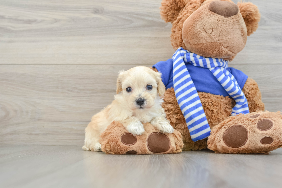 Cute Maltipoo Baby