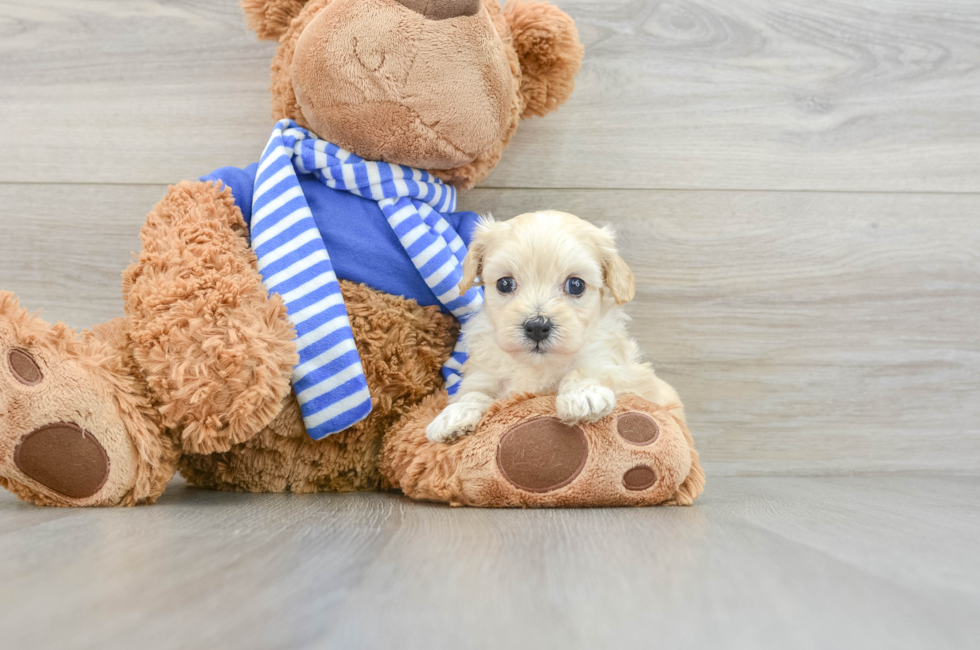 6 week old Maltipoo Puppy For Sale - Lone Star Pups