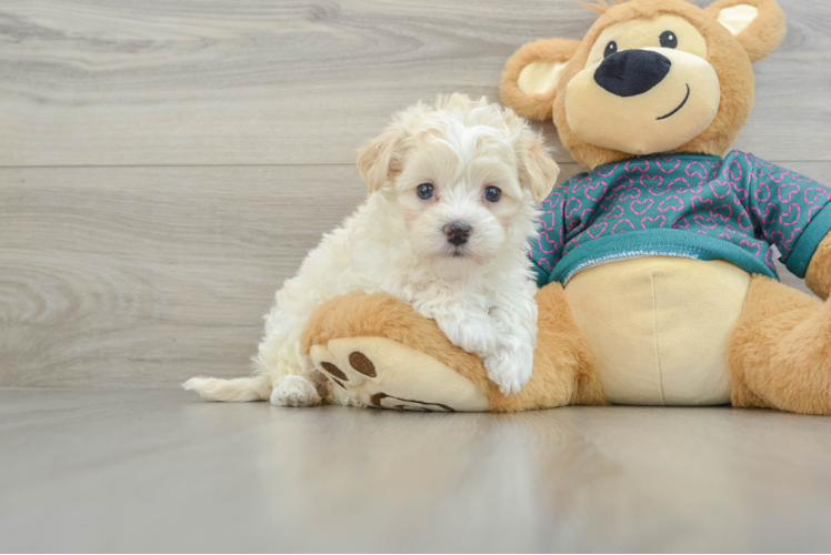 Best Maltipoo Baby