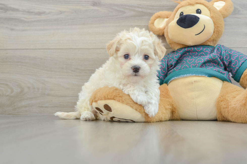 5 week old Maltipoo Puppy For Sale - Lone Star Pups