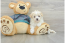 Maltipoo Pup Being Cute