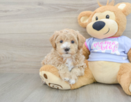 8 week old Maltipoo Puppy For Sale - Lone Star Pups