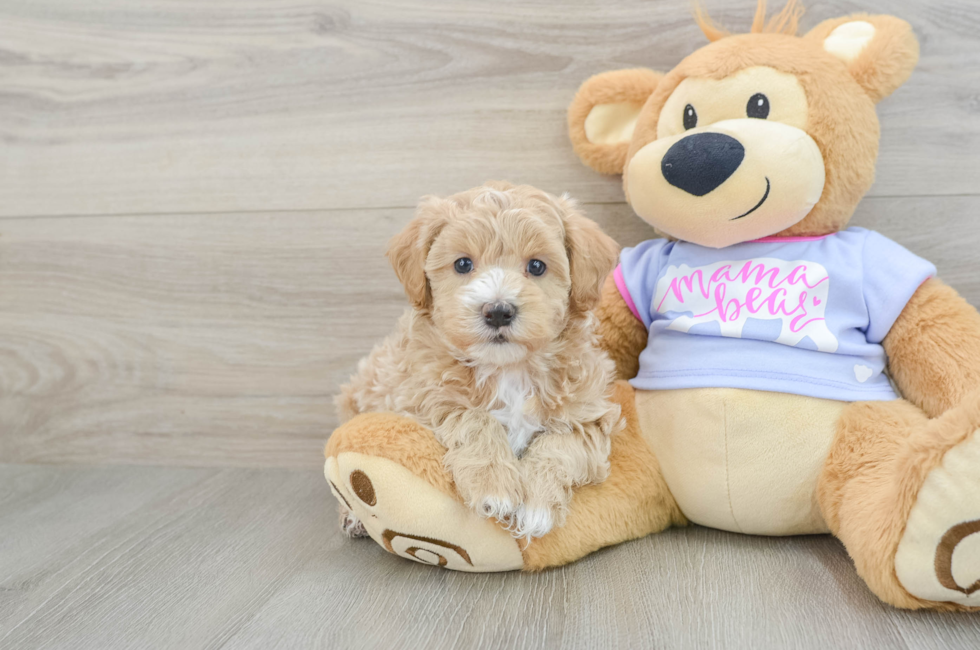 7 week old Maltipoo Puppy For Sale - Lone Star Pups