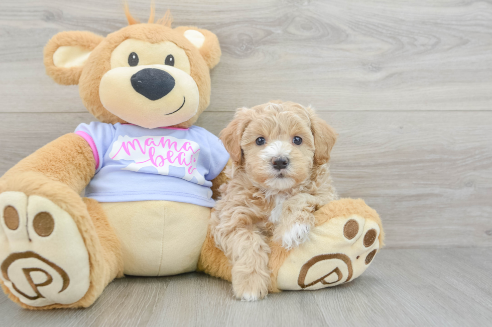 Maltipoo Pup Being Cute