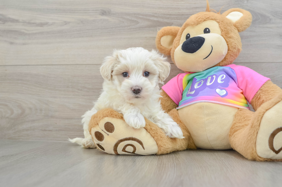 7 week old Maltipoo Puppy For Sale - Lone Star Pups