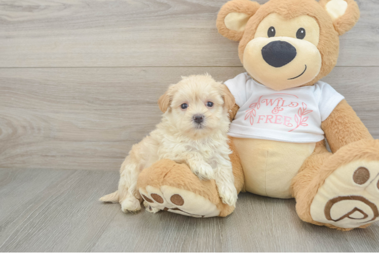 Maltipoo Pup Being Cute