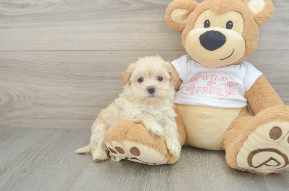 5 week old Maltipoo Puppy For Sale - Lone Star Pups